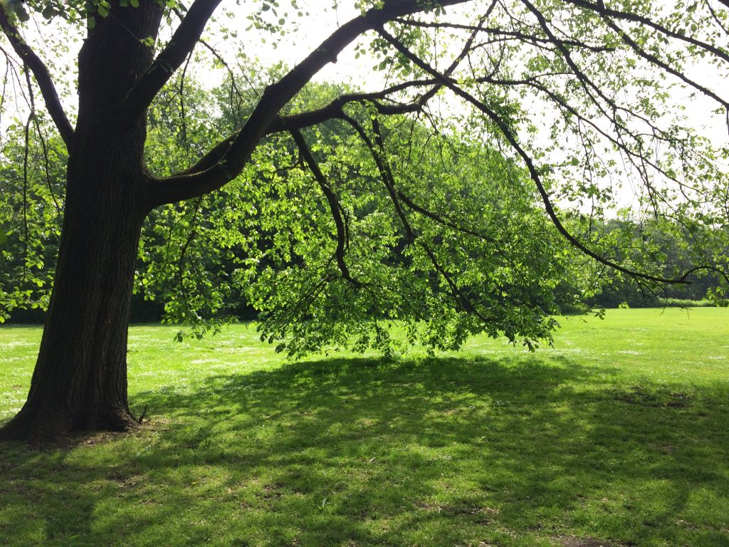 Chi Kung, Energy Medicine, Lessen in het park, Rembrandtpark, jeanine Theunissen, Burnout verschijnselen, Stress symptomen, vermoeidheid, energizer, stress verminderen, rugpijn, schouder pijn, spieren ontspannen